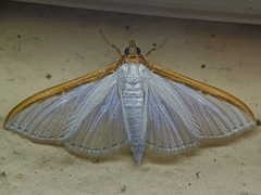 Margaroniini