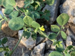 Acmispon maritimus