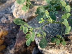 Acmispon maritimus