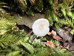 Mycena chlorophos