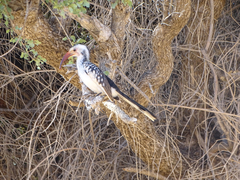 Tockus damarensis