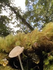 Mycena chlorophos