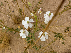 Image of Hermannia amabilis