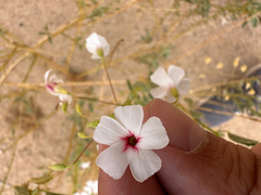 Hermannia amabilis image