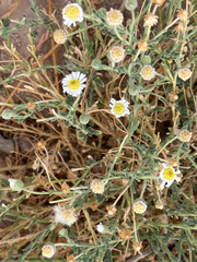 Aphanostephus ramosissimus