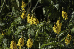 Senna didymobotrya