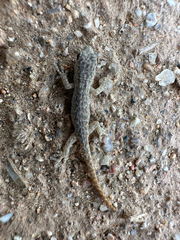 Lygodactylus bradfieldi