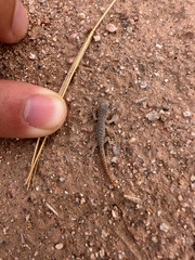 Lygodactylus bradfieldi