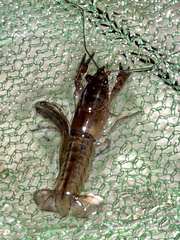 Cherax depressus