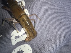 Cherax depressus