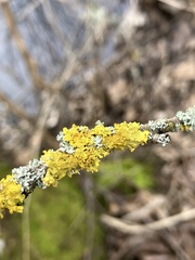 Xanthoria parietina