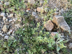 Cryptantha