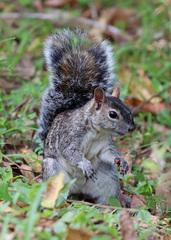 Sciurus colliaei