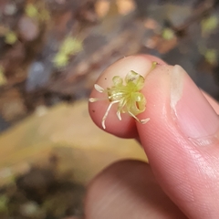 Aspidopterys concava