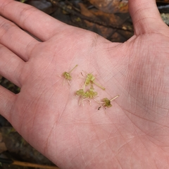 Aspidopterys concava