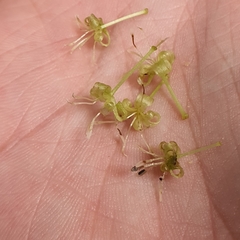 Aspidopterys concava