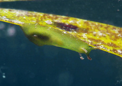 Phyllaplysia