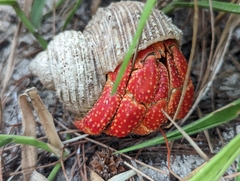 Coenobita perlatus