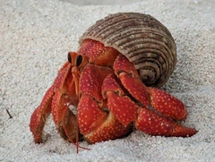 Coenobita perlatus