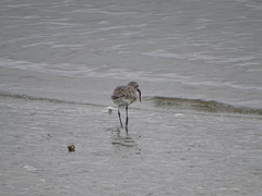 Pluvialis squatarola