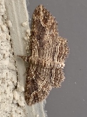 Chloroclystis filata