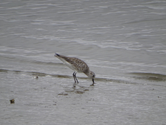 Pluvialis squatarola