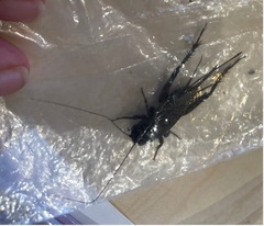 Teleogryllus commodus