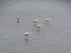 Phoenicopterus roseus