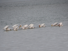 Pelecanus onocrotalus