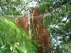 Plectocomia elongata