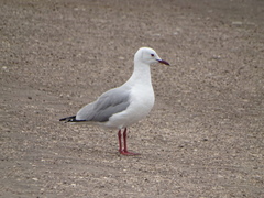 Chroicocephalus hartlaubii