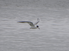 Sterna hirundo