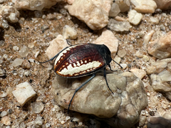 Zophosis amabilis