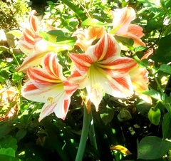 Hippeastrum striatum