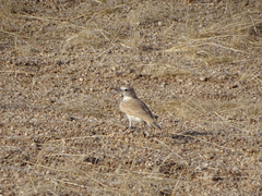 Ammomanopsis grayi