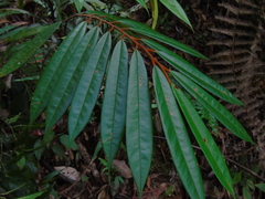 Fissistigma latifolium