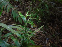 Apostasia wallichii