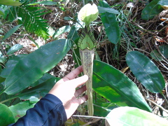 Nepenthes rafflesiana