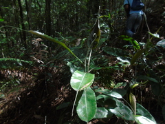 Nepenthes rafflesiana