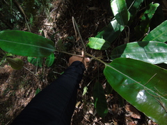 Nepenthes rafflesiana