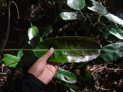 Nepenthes rafflesiana