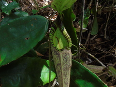 Nepenthes rafflesiana