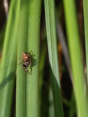 Opisthoncus sexmaculatus