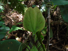 Nepenthes rafflesiana
