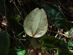 Nepenthes rafflesiana