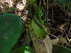 Nepenthes rafflesiana