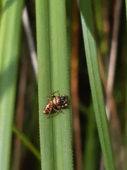 Opisthoncus sexmaculatus