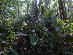 Nepenthes rafflesiana