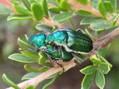 Diphucephala colaspidoides