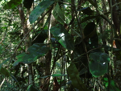 Nepenthes rafflesiana
